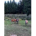 Hébergement de vacances Waldi Fichteltraum *